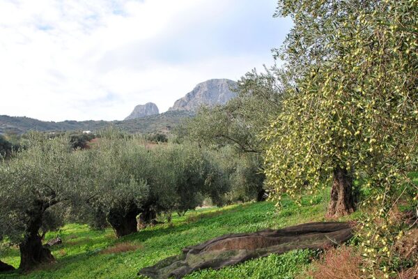 Entorno2