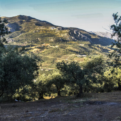 Olivar-Valle-del-Sabar-10-1024x1024