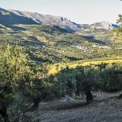 Olivar-Valle-del-Sabar-24-1024x1024