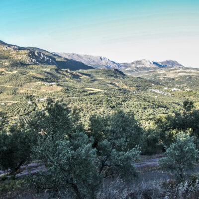 Olivar-Valle-del-Sabar-9-1024x1024